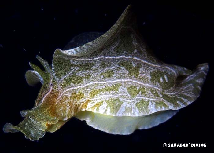 Night dive Nosy Be